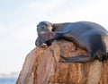 California Sea Lion sunning and lazing on Ã¢â¬Åthe PointÃ¢â¬Â or Ã¢â¬ÅPinnacle of Lands EndÃ¢â¬Â of Los Arcos in Cabo San Lucas in Mexico